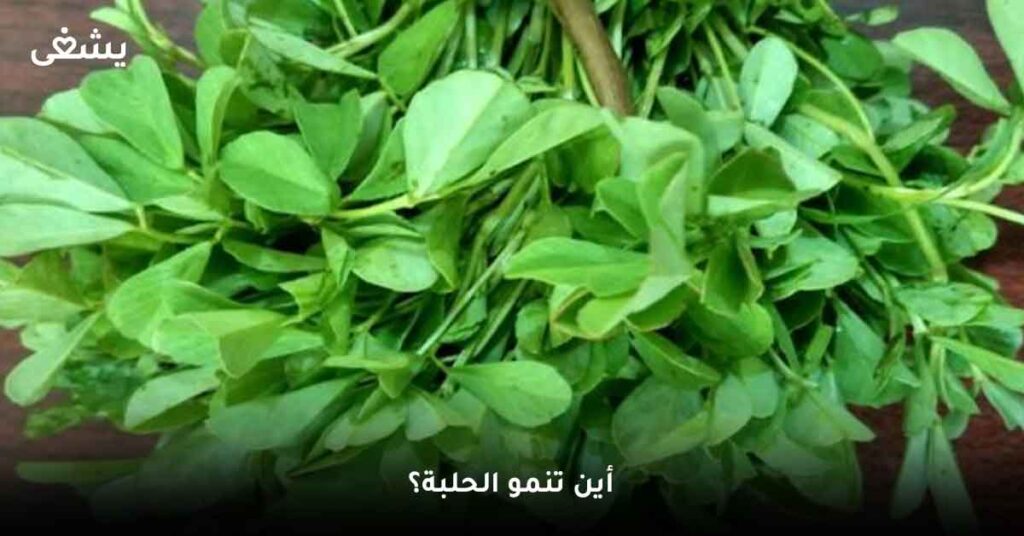 أين-تنمو-الحلبة؟