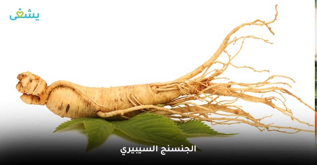 الجنسنج-السيبيري