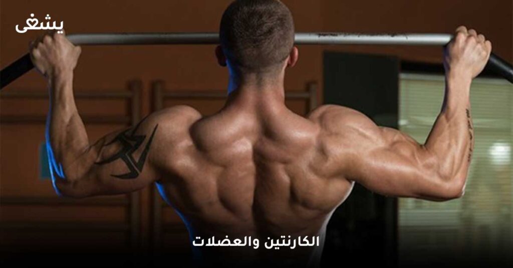 الكارنتين-والعضلات