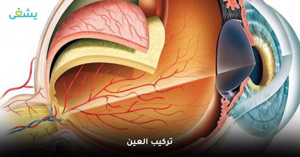 تركيب-العين