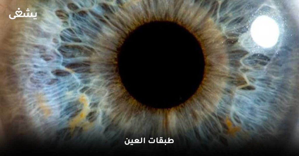 طبقات-العين
