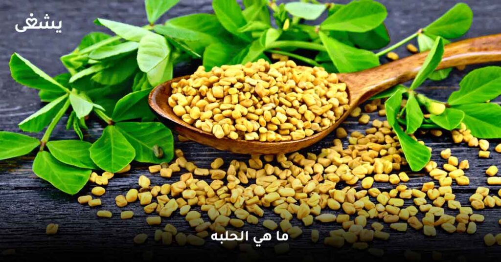 ما-هي-الحلبه