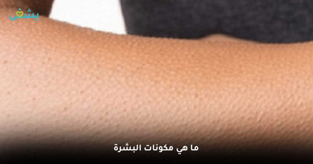 ما-هي-مكونات-البشرة