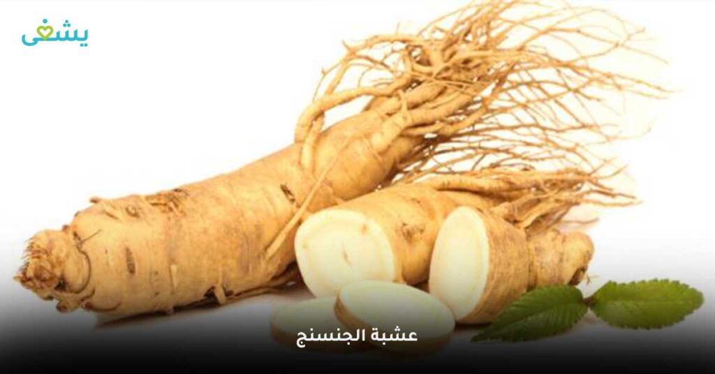 عشبة-الجنسنج