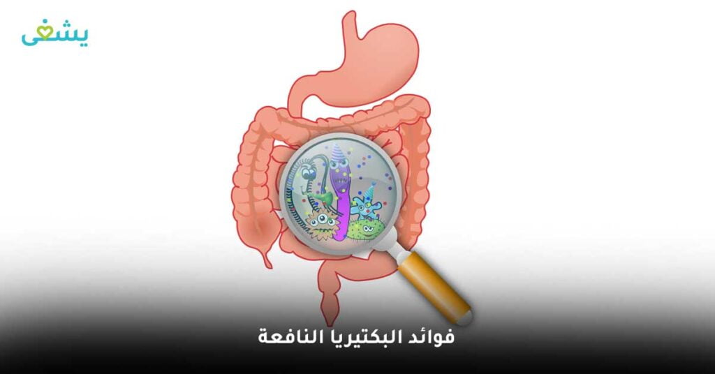 فوائد-البكتيريا-النافعة