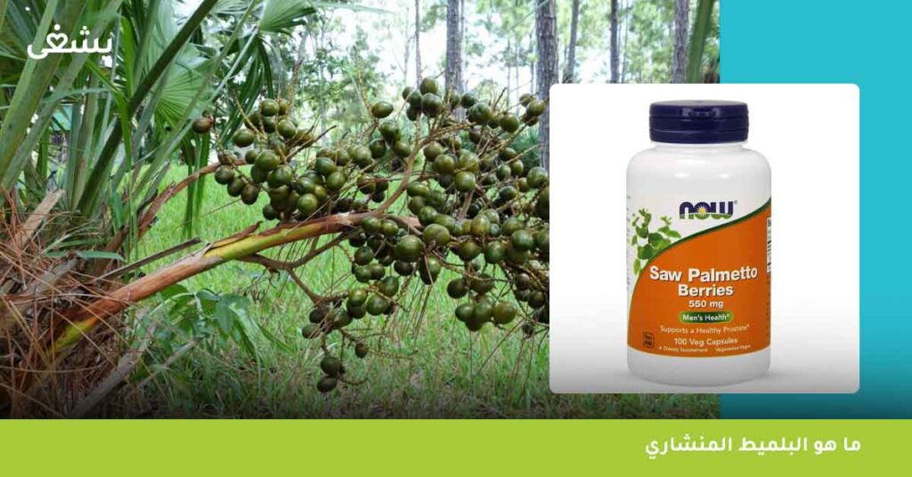 ما هو البلميط المنشاري