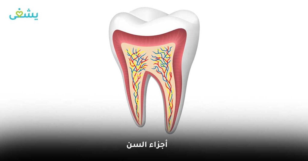 أجزاء السن