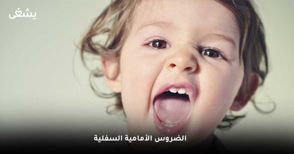 الضروس الأمامية السفلية