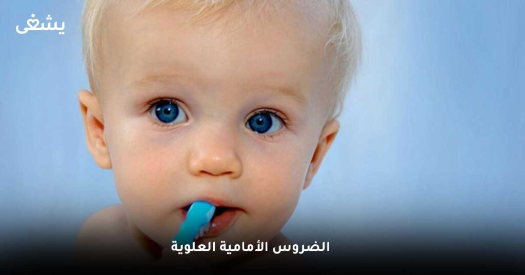 الضروس الأمامية العلوية