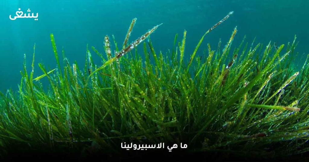 ما هي الاسبيرولينا