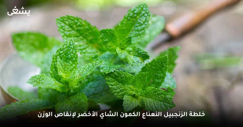 خلطة الزنجبيل النعناع الكمون الشاي الأخضر لإنقاص الوزن