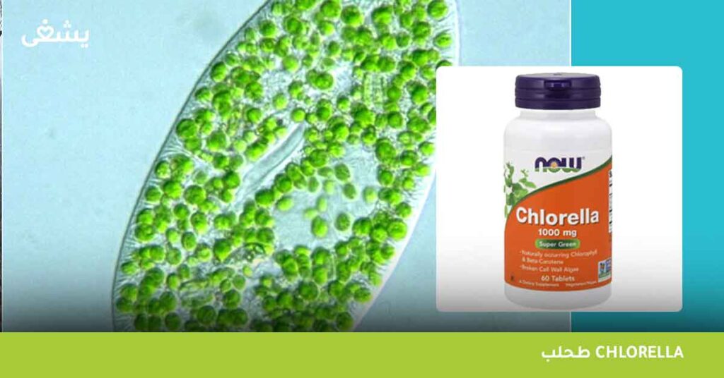 طحلب chlorella