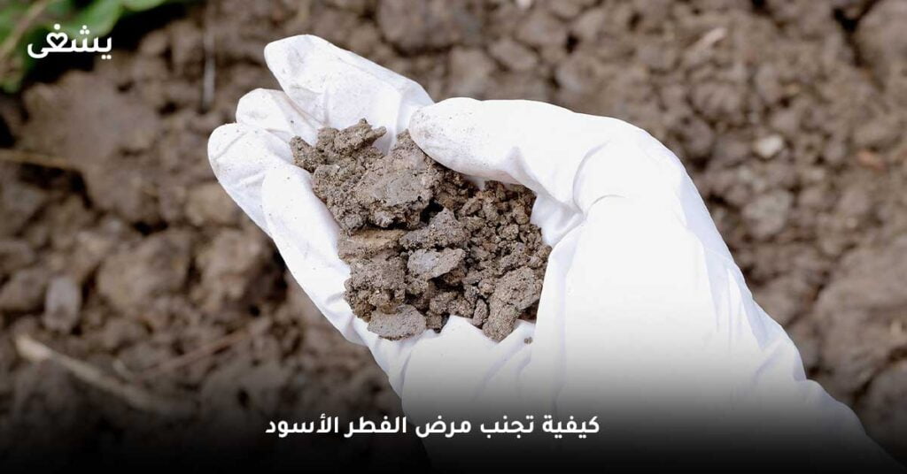 كيفية تجنب مرض الفطر الأسود