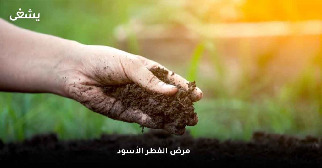 مرض الفطر الأسود