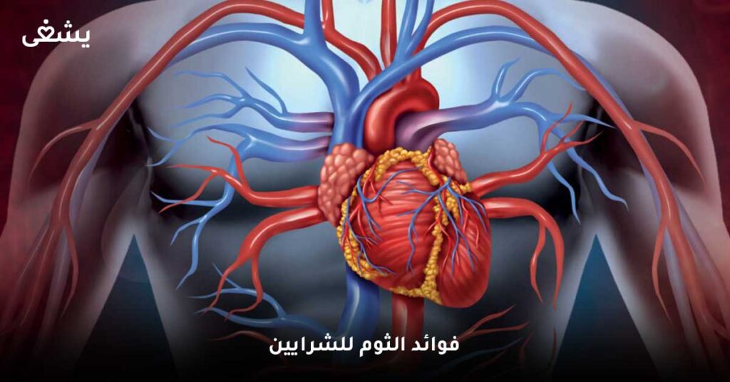 فوائد الثوم للشرايين