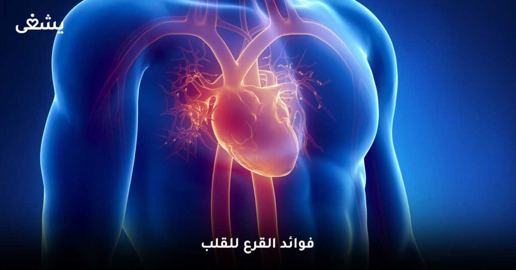 فوائد القرع للقلب
