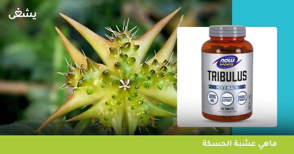 ماهي عشبة الحسكة