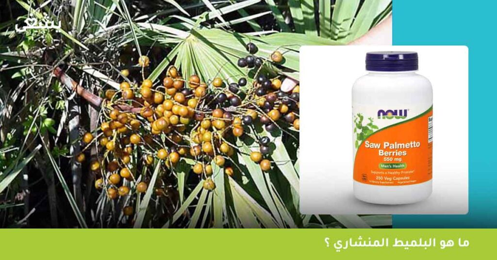 ما هو البلميط المنشاري ؟