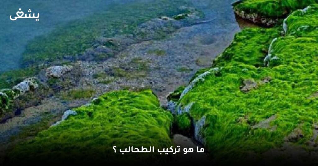 ما هو تركيب الطحالب ؟