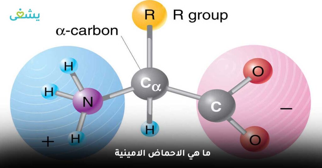 ماهي الأحماض الأمينية ؟