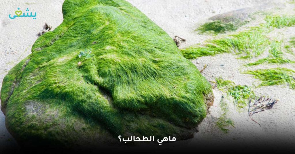 ماهي الطحالب؟