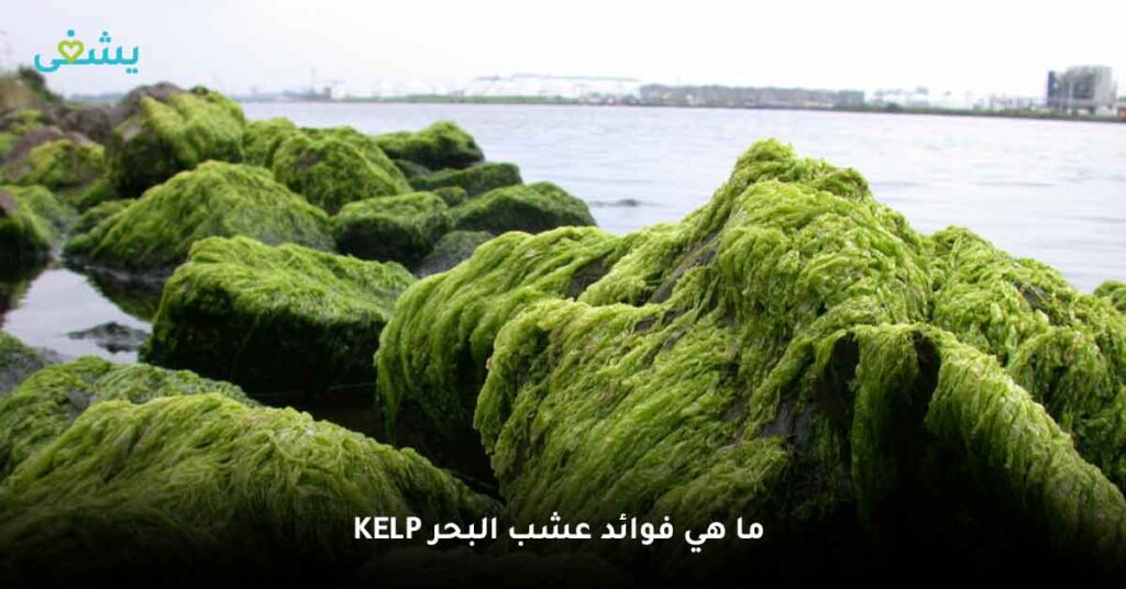 ما هي فوائد عشب البحر kelp ؟