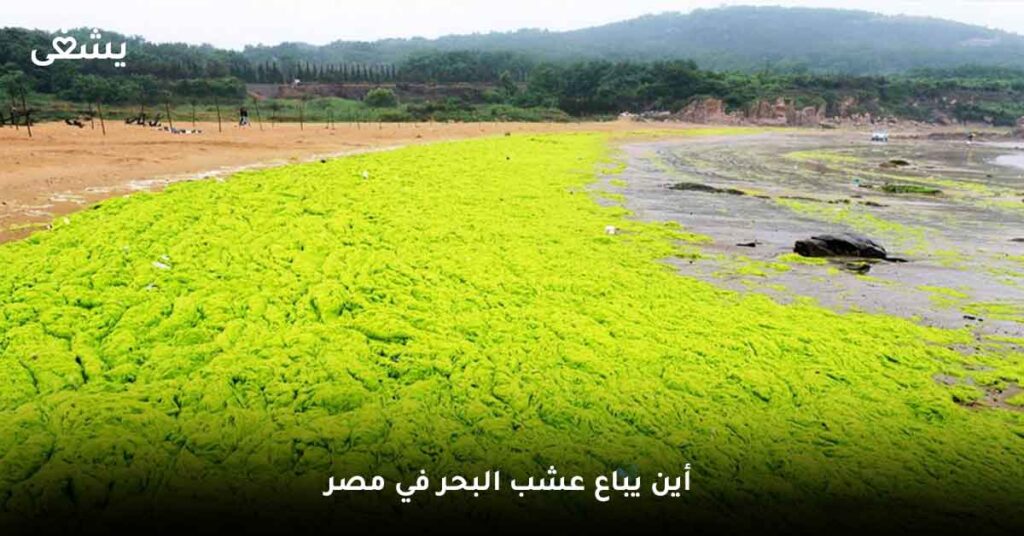 أين يباع عشب البحر في مصر؟