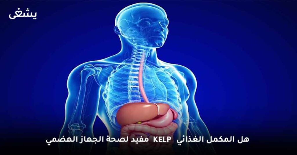 هل المكمل الغذائي kelp مفيد لصحة الجهاز الهضمي ؟