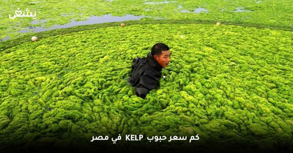 كم سعر حبوب kelp في مصر ؟