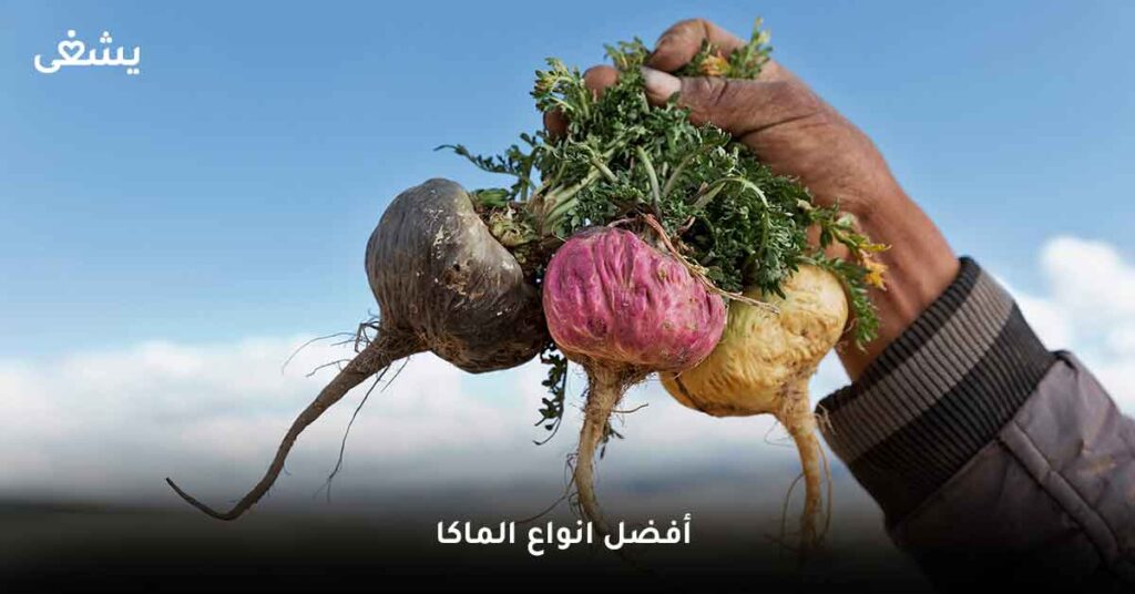 ما هو أفضل انواع الماكا ؟