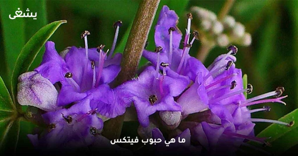 ما هي حبوب فيتكس ؟