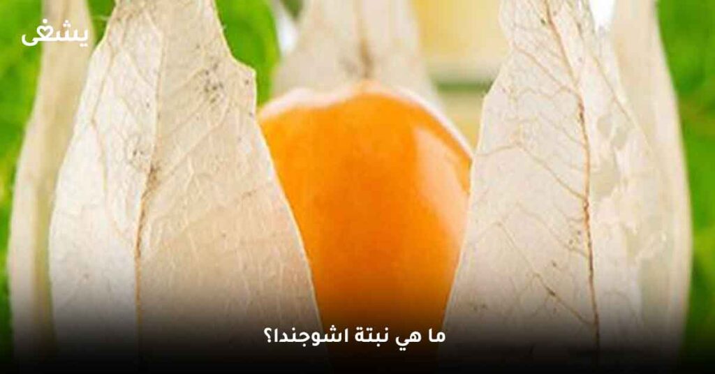 ما هو عشب اشوجندا ؟