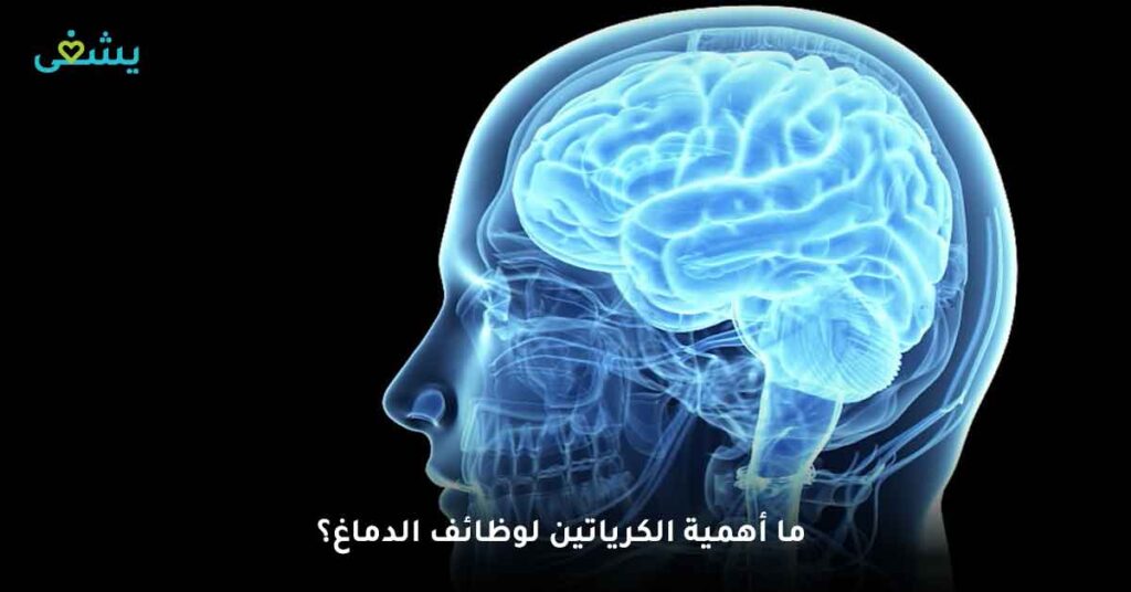 2/ فوائد الكرياتين لوظائف الدماغ 