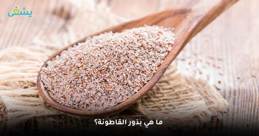 ما هي بذور القاطونة؟