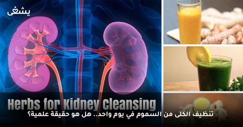 تنظيف الكلى من السموم في يوم واحد.. هل هو حقيقة علمية؟

