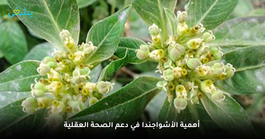 أهمية الأشواجندا في دعم الصحة العقلية