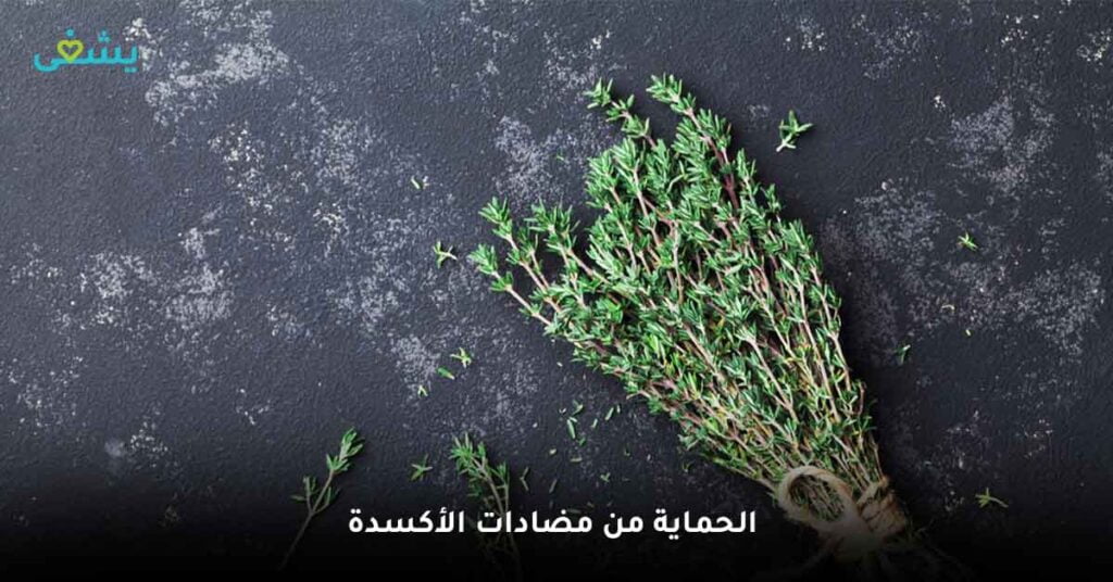 اكتشف فوائد الزعتر الطبيعي: العشب الذي يمكنه فعل كل شيء