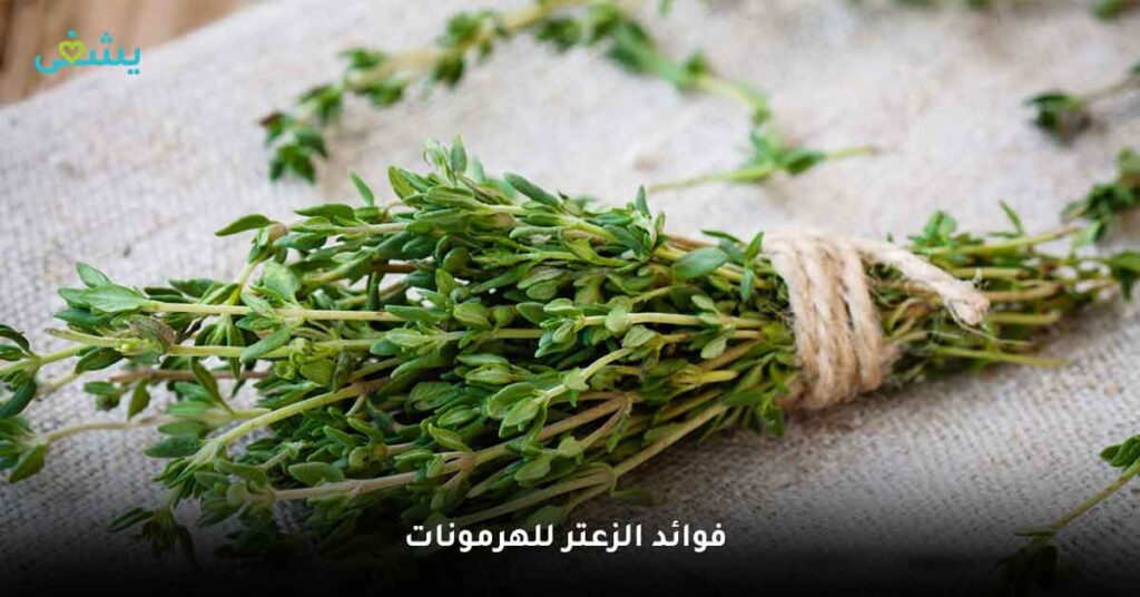 اكتشف فوائد الزعتر الطبيعي: العشب الذي يمكنه فعل كل شيء