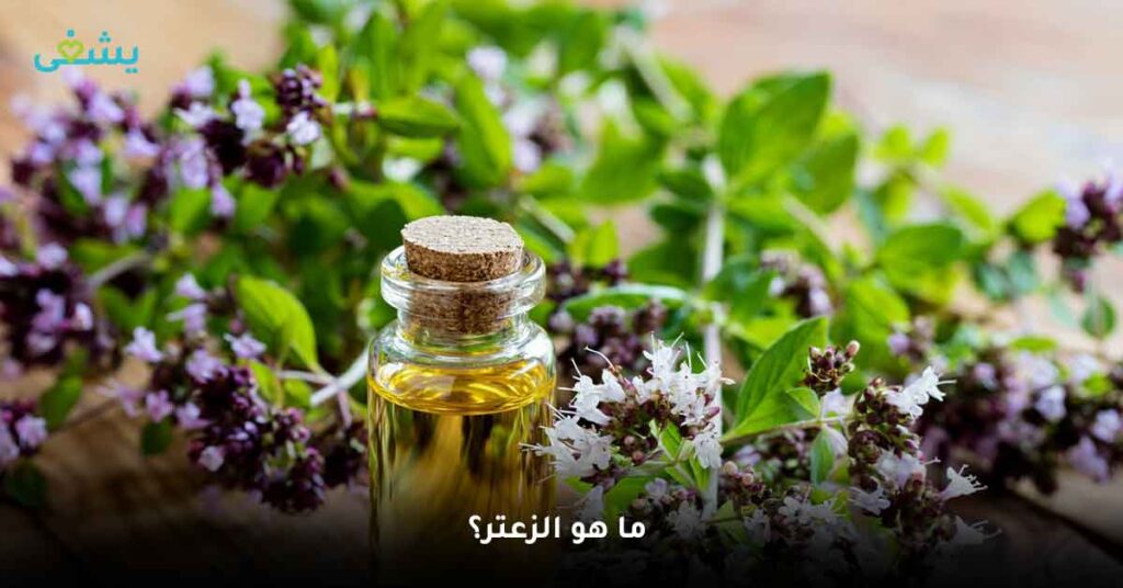 اكتشف فوائد الزعتر الطبيعي: العشب الذي يمكنه فعل كل شيء