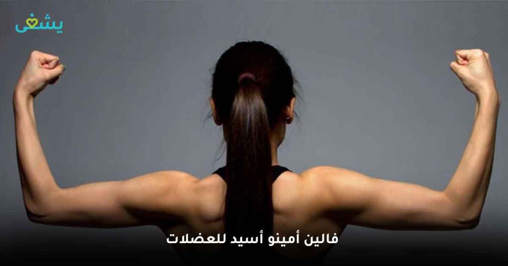 فالين أمينو أسيد للعضلات
