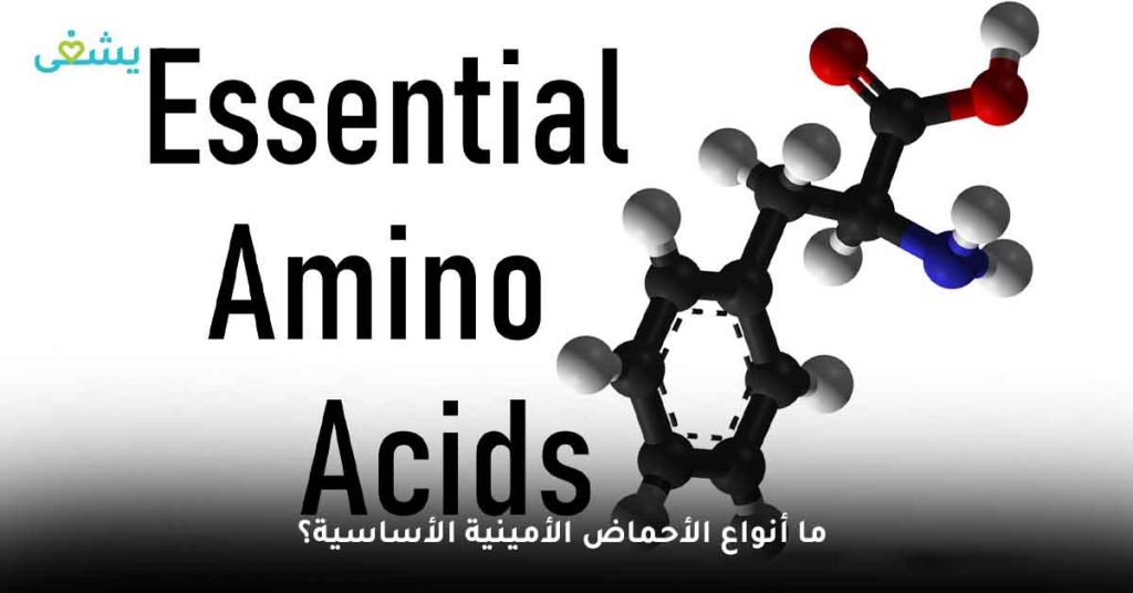 ما أنواع الأحماض الأمينية الأساسية؟
