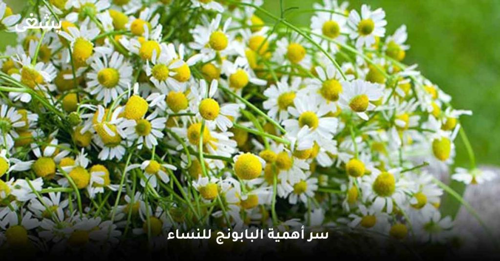 سر أهمية البابونج للنساء